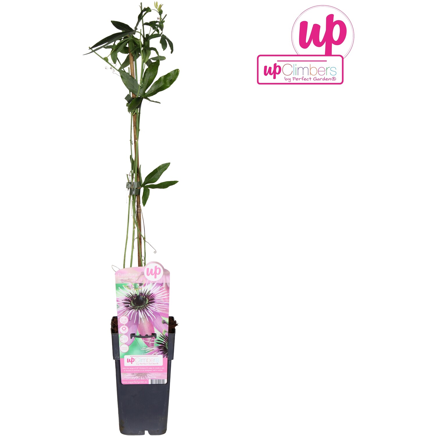 Passion Flower - Purple Haze Image