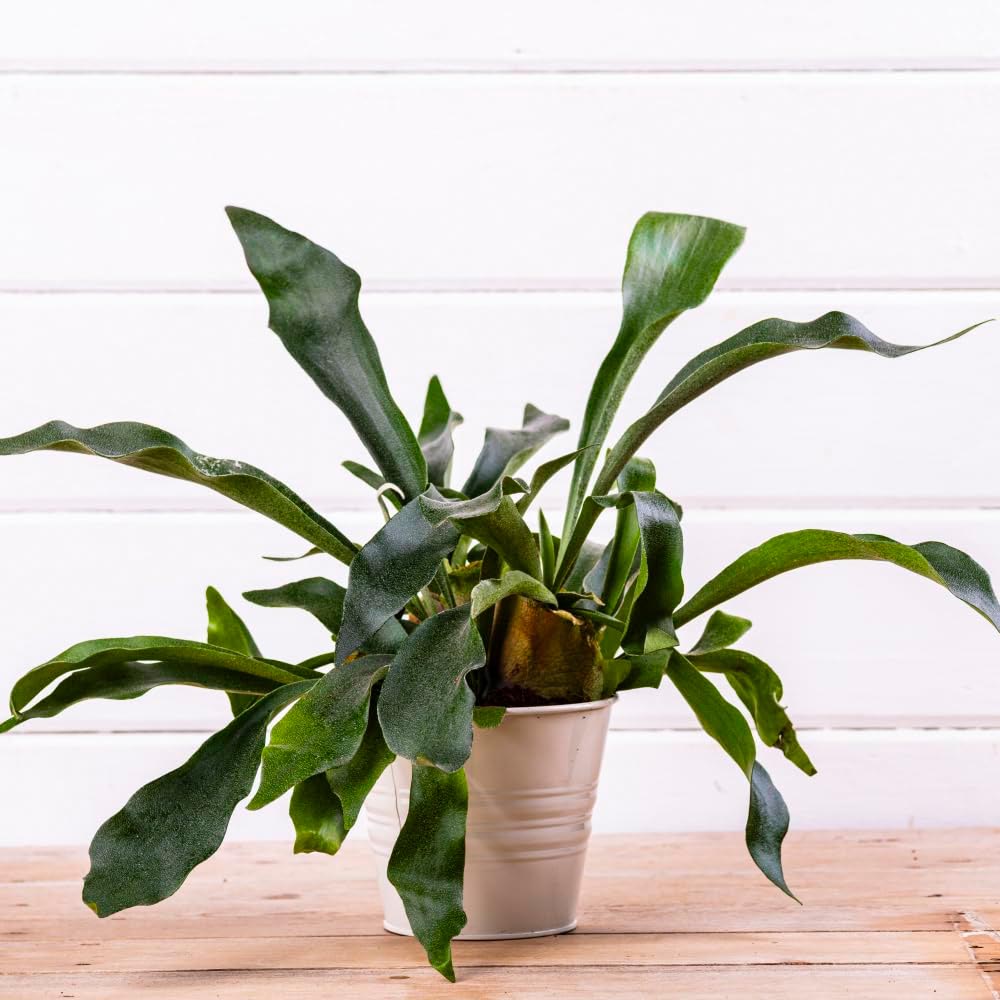 Thompson and Morgan Platycerium Biturcatum Netherlands Plant Pot 12cm Image 3