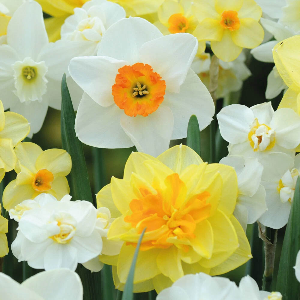 Thompson and Morgan Daffodil Mixed Collection Spring Planting Bulb 16 Pack Image 5