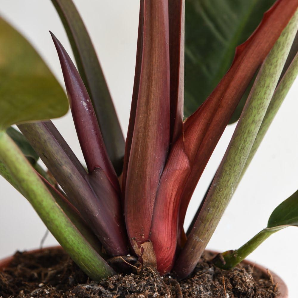 Thompson and Morgan Philodendron Imperial Red Plant Pot 17cm Image 3