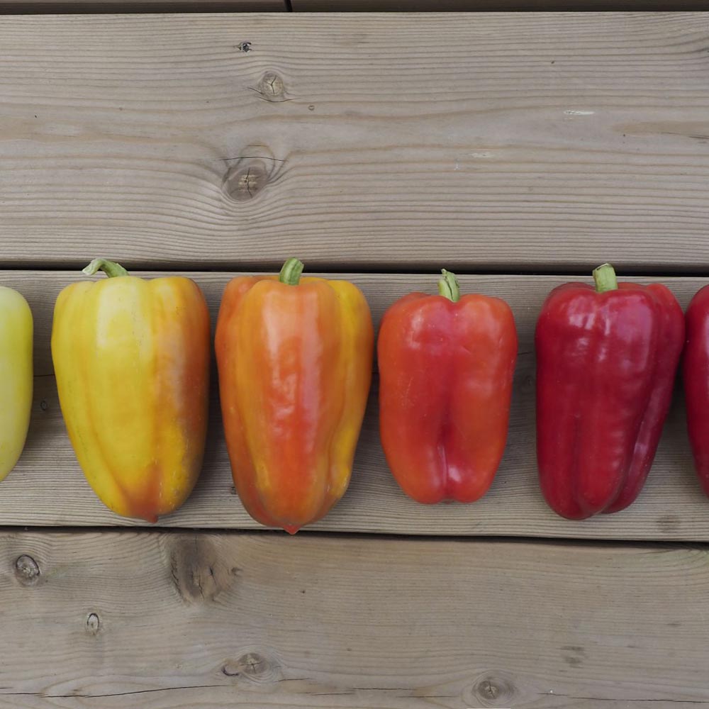 Thompson and Morgan Pepper Sweet Flamingo Plant Pot 9cm 3 Pack Image 2