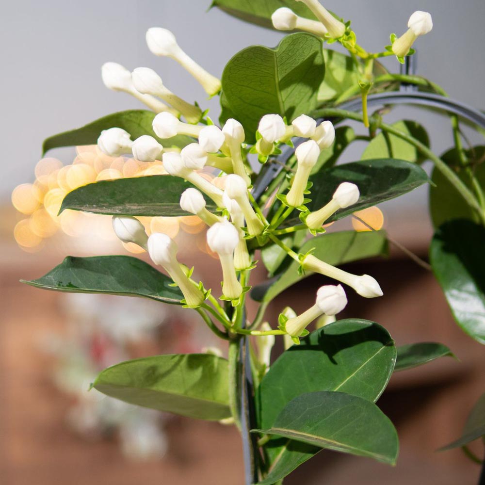Thompson and Morgan Stephanotis Floribunda On A Hoop Plant in Pot 12cm Image 4