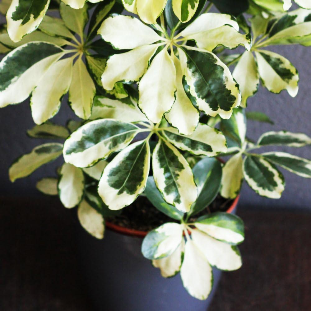 Thompson and Morgan Schefflera Arboricola Charlotte Plant in Pot 13cm Image 3