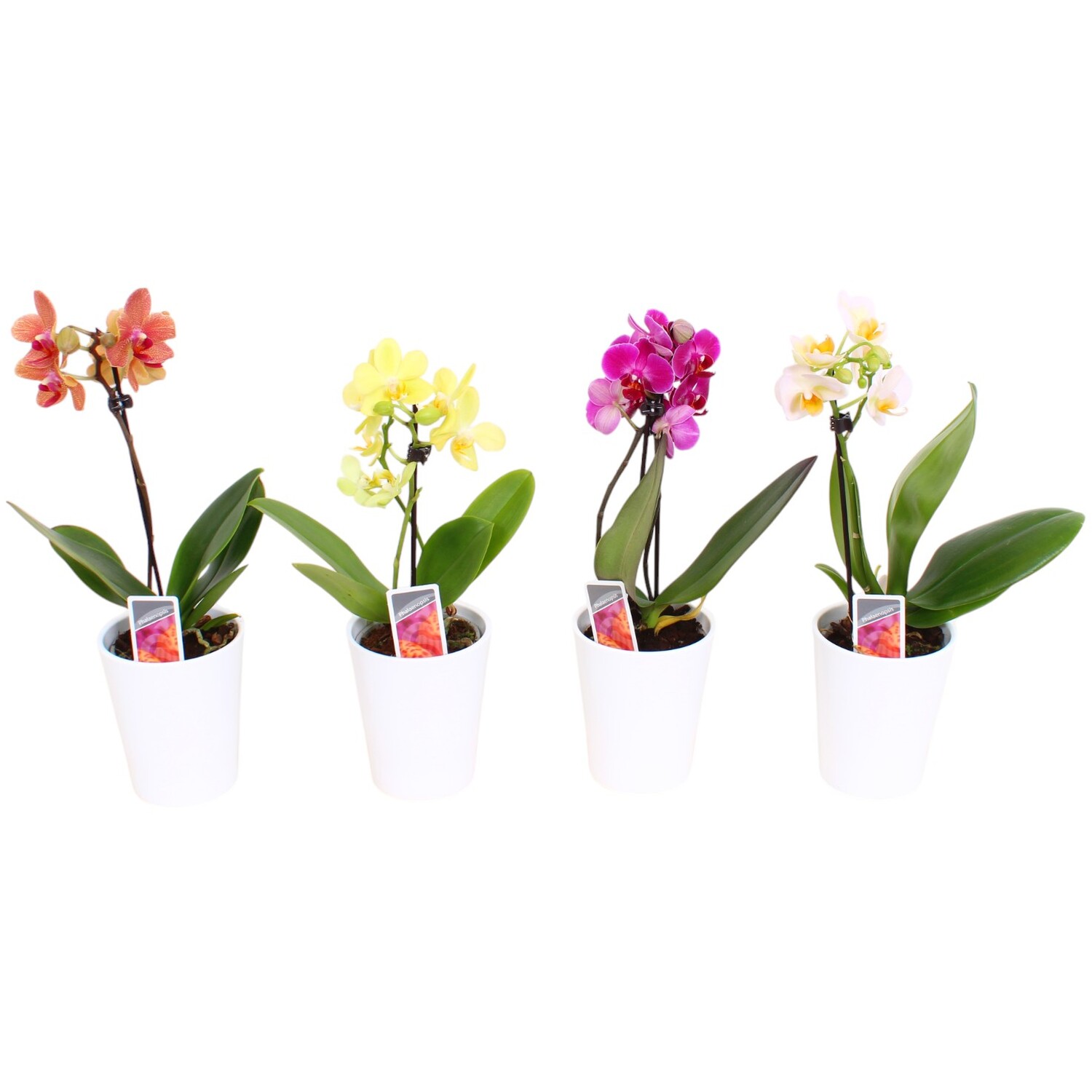 Single Spike Phalaenopsis Orchid in Ceramic Pot - Multicolour Image
