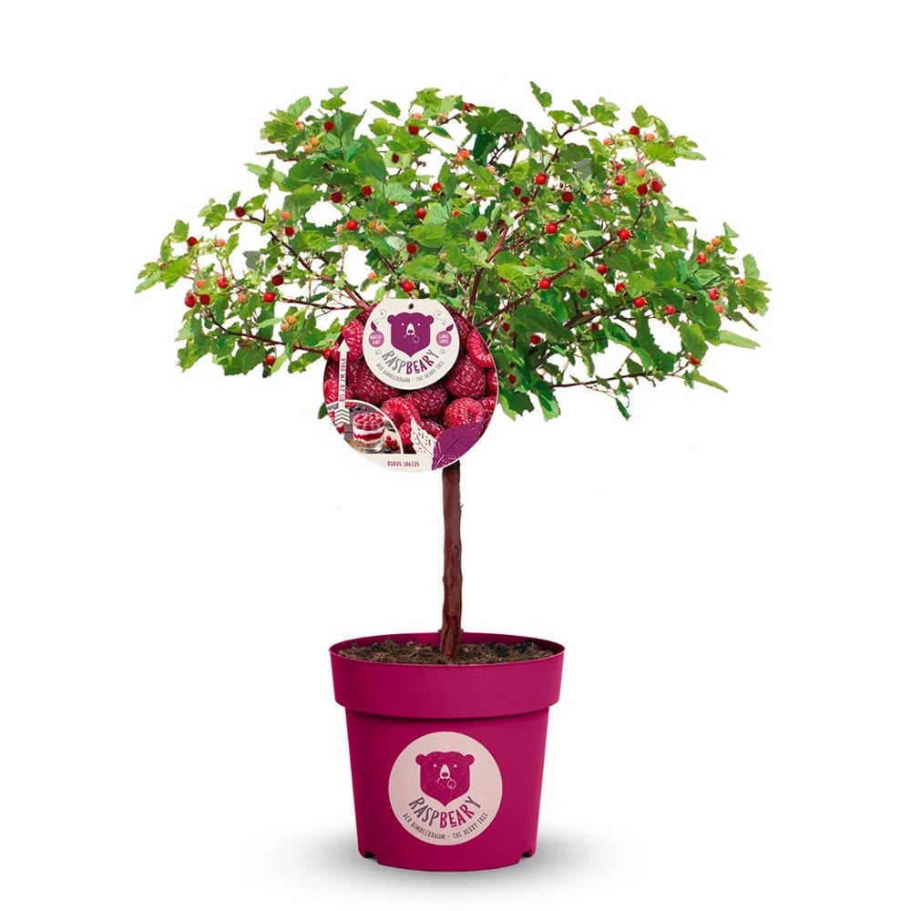Thompson and Morgan Rubus Raspberry Tree Hararasp Plant Pot 5L 2 Pack Image 2