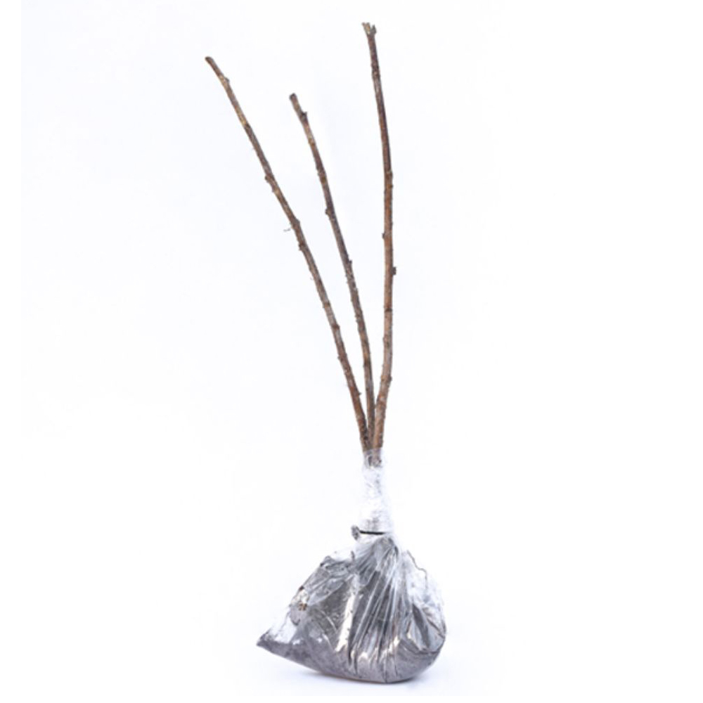 Thompson and Morgan Raspberry Autumn Bliss 3 Canes Image 4