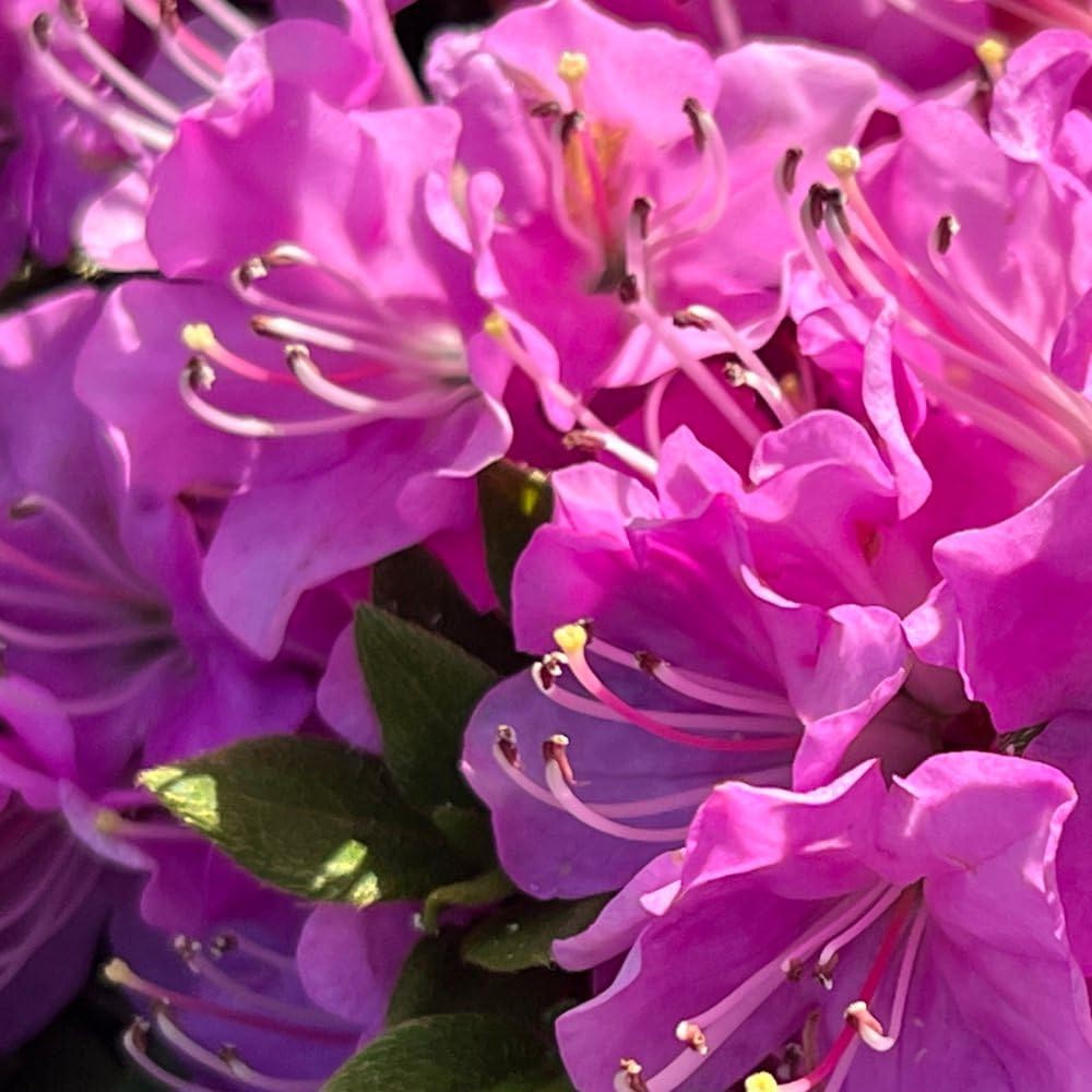 Thompson and Morgan Azalea Japonica Pink Plant Pot 17cm Image 2