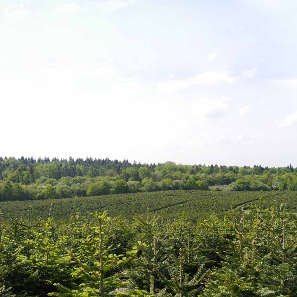 Nordman Fir Cut Real Christmas Tree 8 to 9ft Image 4