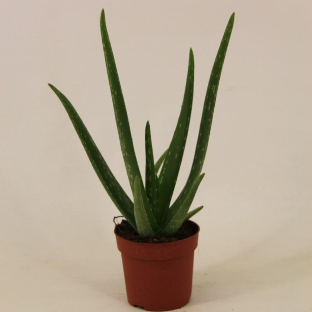Thompson and Morgan Aloe Vera Plant Pot 12cm Image 3