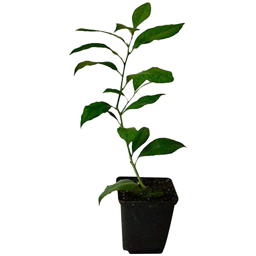 Thompson and Morgan Citrus Fruit Plant Pot 9cm 2 Pack Image 9