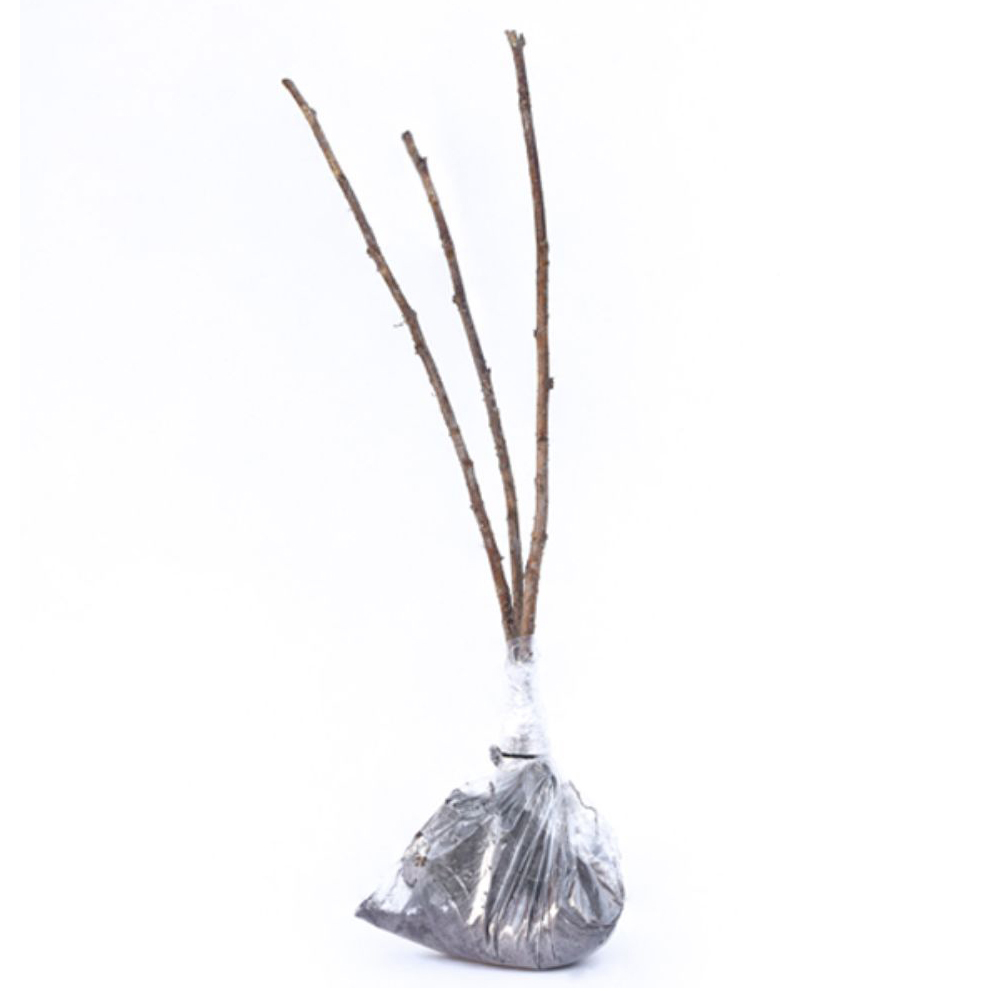 Thompson and Morgan Raspberry Autumn Bliss 12 Canes Image 4