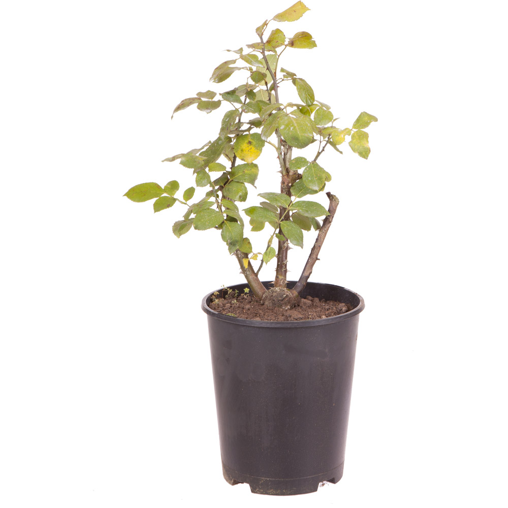 YouGarden Black Baccara Rose Plant Pot 3L Image 3