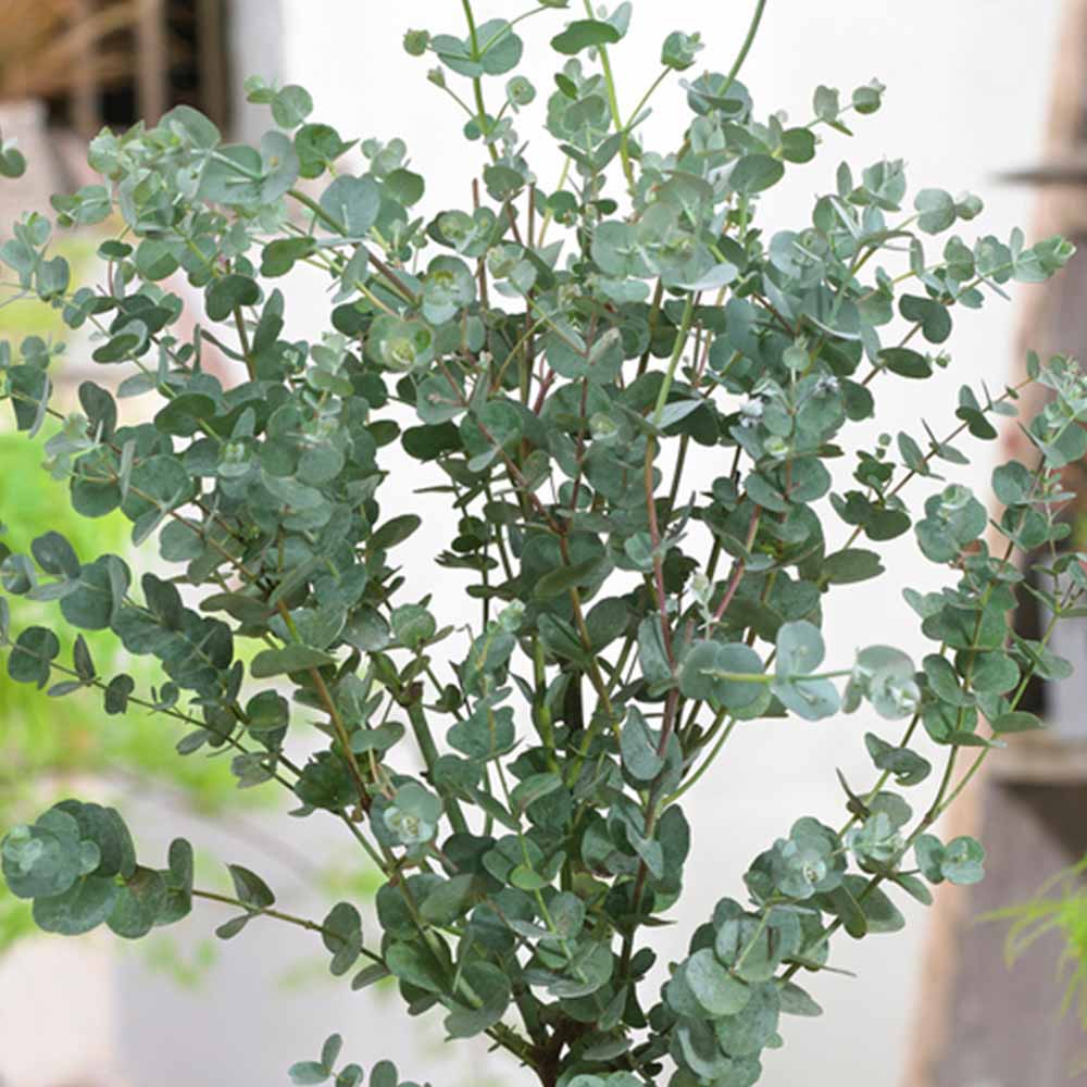 YouGarden Standard Eucalyptus Gunnii 70-100cm Image 1