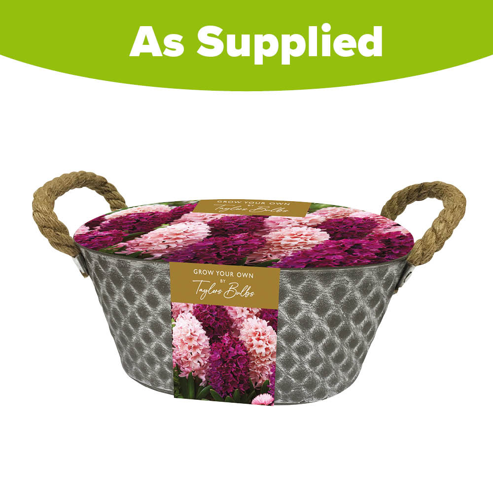 Taylors Grow Your Own Hyacinth and Metal Trough Gift Set Image 3
