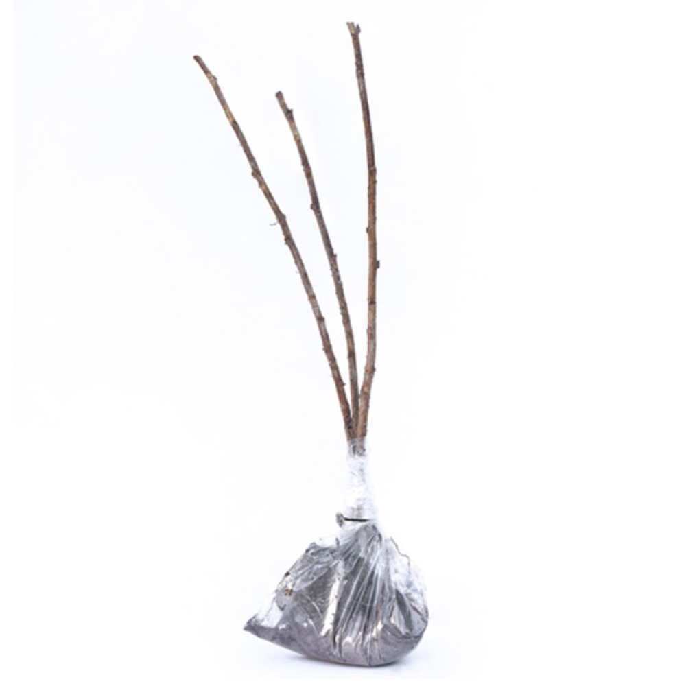 Thompson and Morgan Raspberry Autumn Bliss 12 Canes with Large Patio Pot and Saucer 4 Pack Image 5