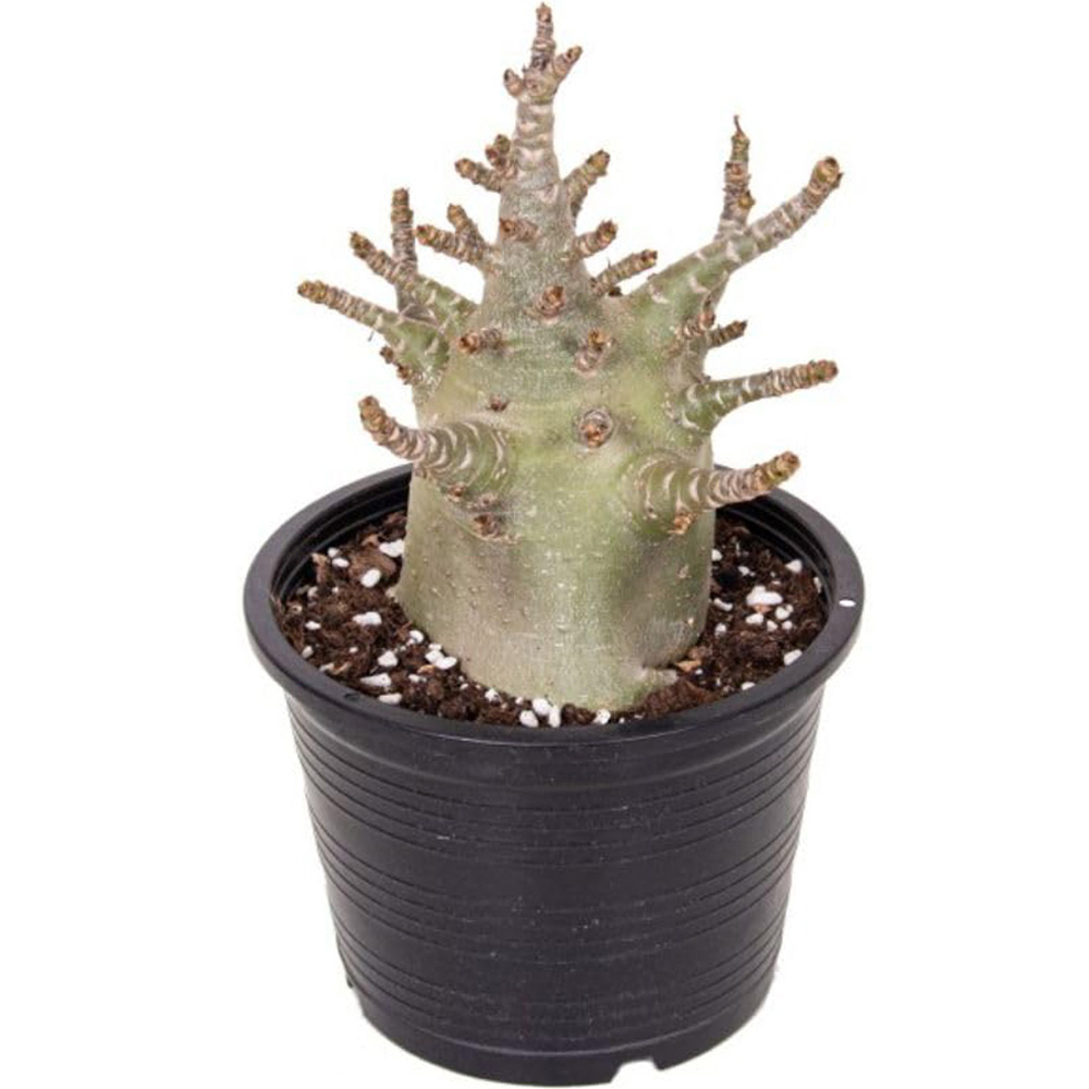 Thompson & Morgan Adenium NB Ansu Baobab Potted Plant Image 3