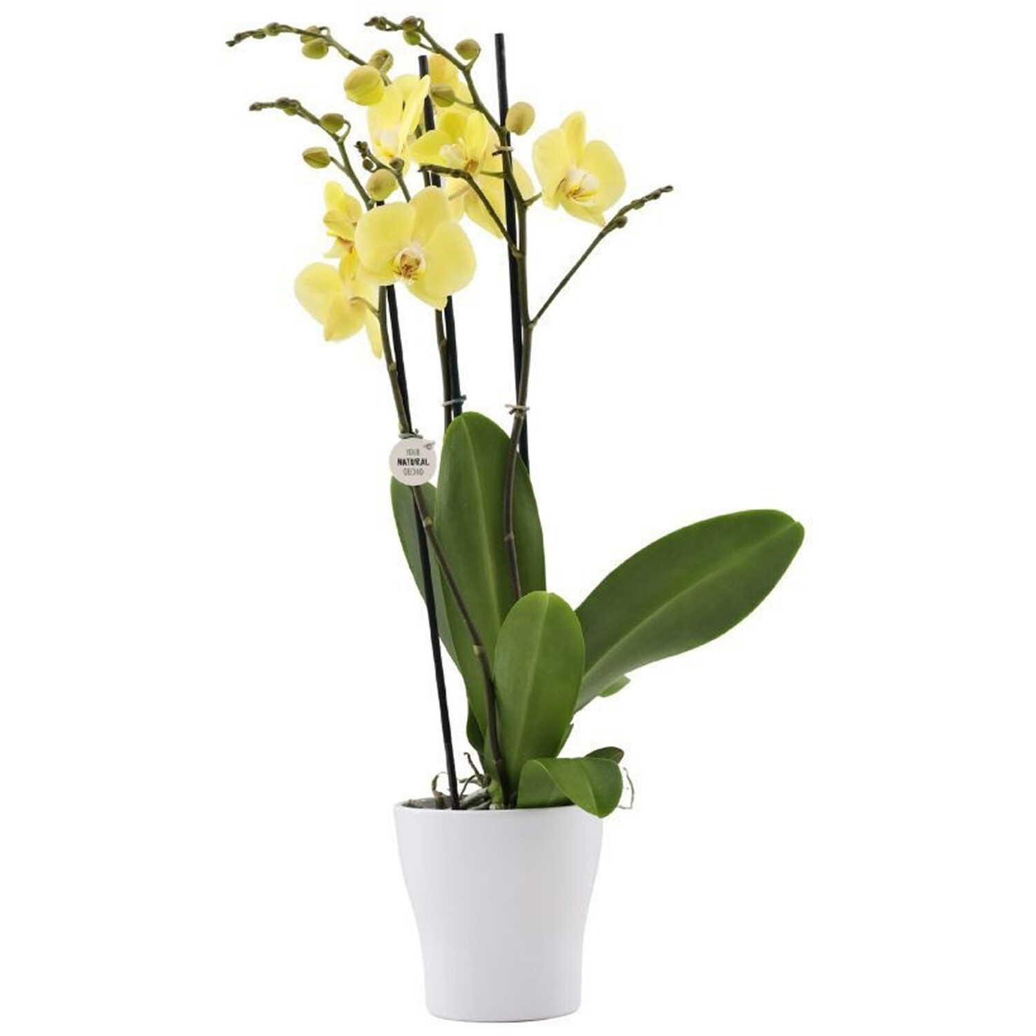 Phalaenopsis Orchid Spikes in Ceramic Pot Image 3