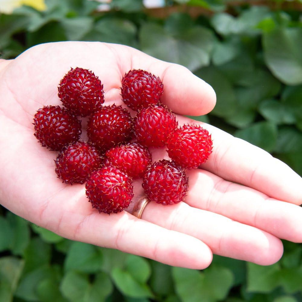 Thompson and Morgan Rubus Raspberry Tree Hararasp Plant Pot 5L 2 Pack Image 3