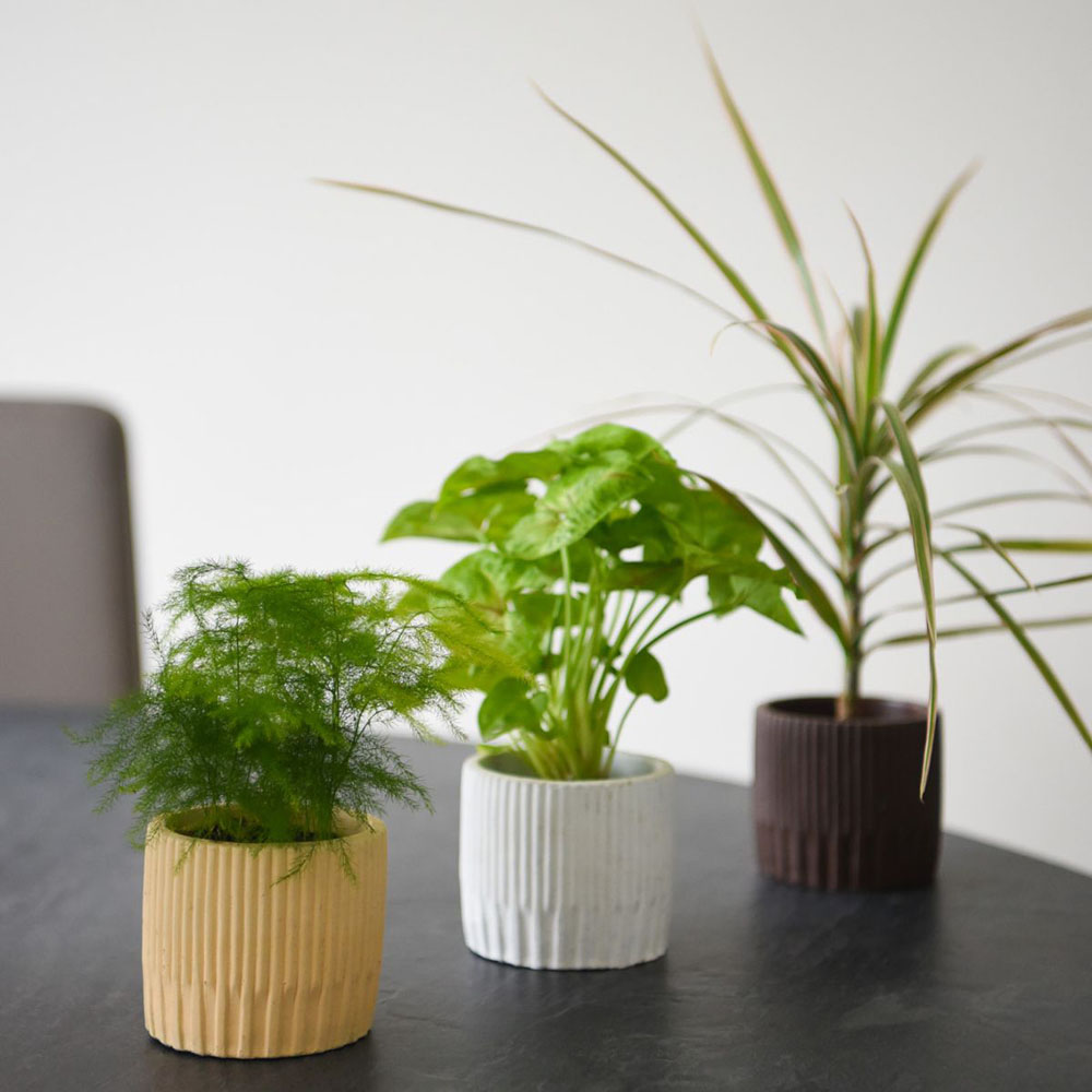 Thompson and Morgan Mini Jungle Mixed Ceramic Plant Pot 7cm 5 Pack Image 2