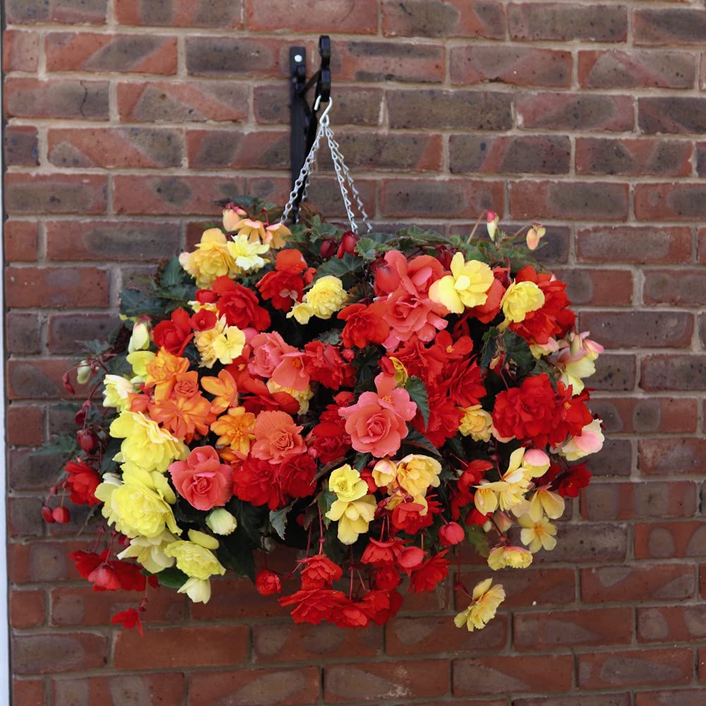 Thompson and Morgan Begonia Illumination Mix Hanging Basket 35cm Image 2