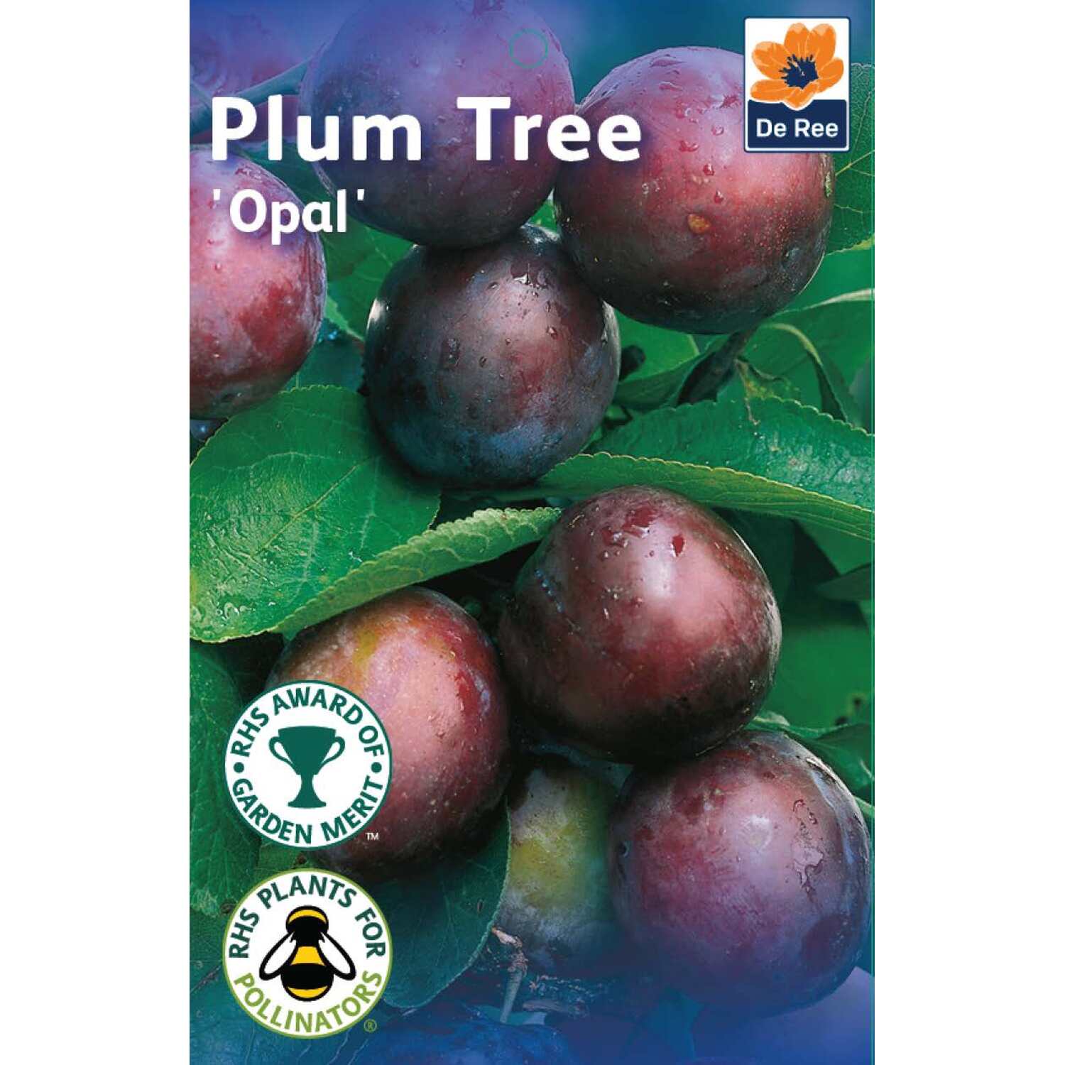 Plum Opal Fruit Tree - Purple Image