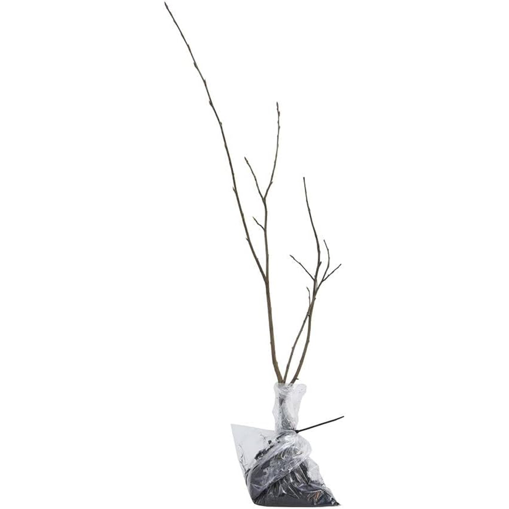 Thompson and Morgan Apple Malus Bramley's Seedling MM106 Rootstock Plant Pot 12L Image 3