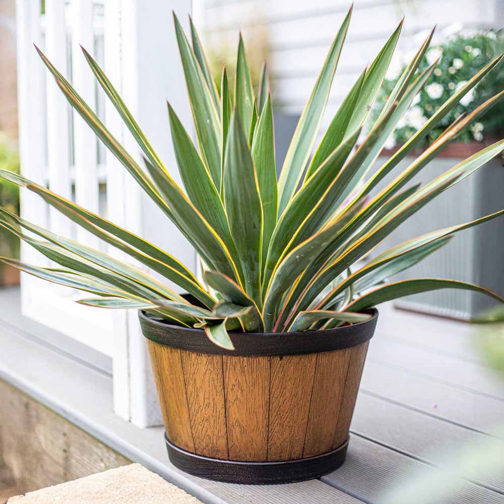 Plant Avenue Oban Light Oak Whiskey Barrel Planter 39cm Image 2