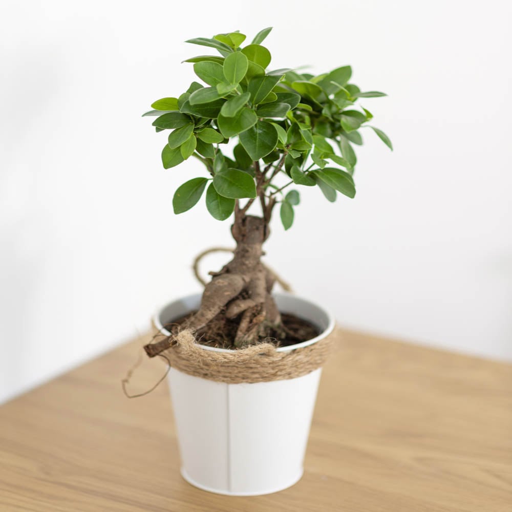 YouGarden Ficus microcarpa Ginseng Plant Image 1