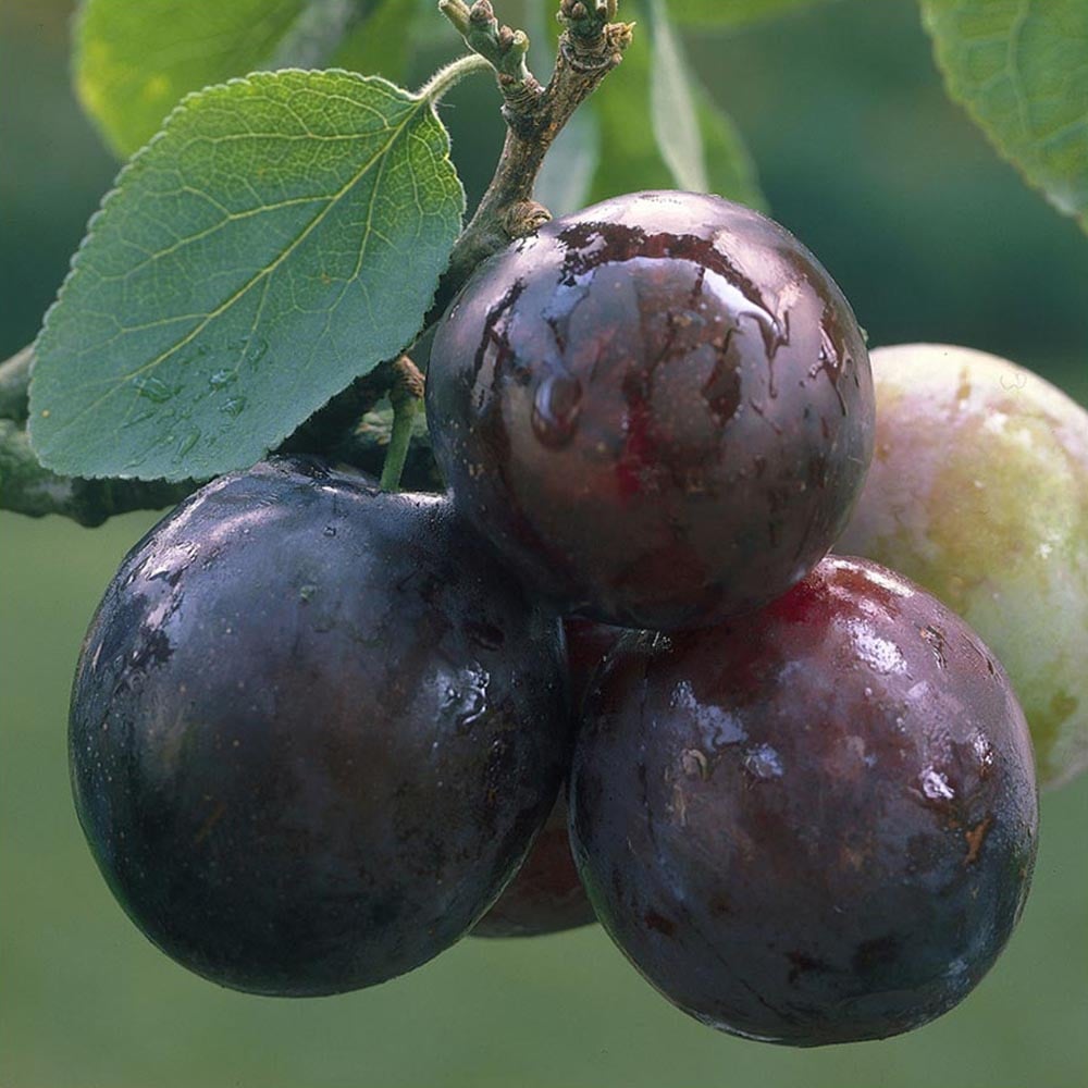 YouGarden Duo Plum Duo Tree Bare Root Image 1