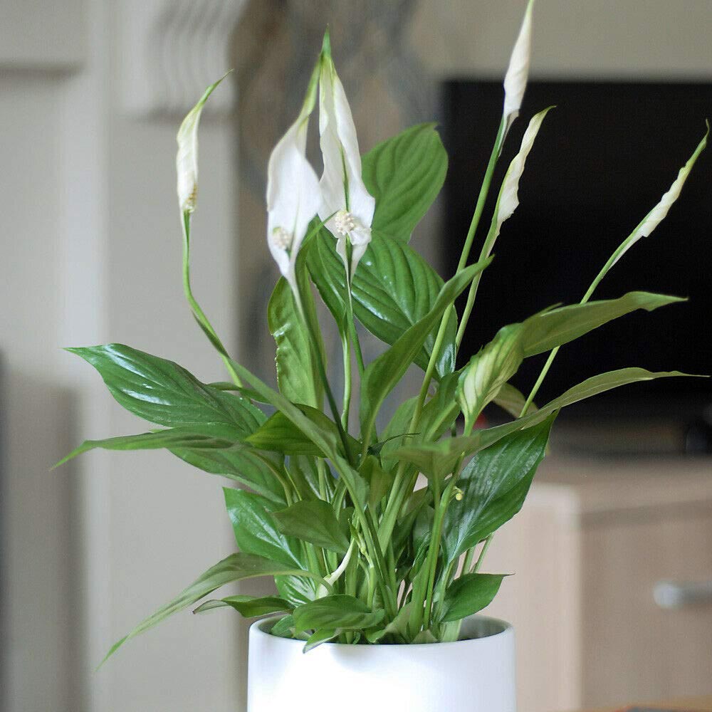 Thompson and Morgan Spathiphyllum Peace Lily Torelli Plant in Pot 9cm Image 1