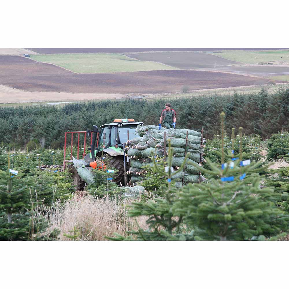 Nordman Fir Cut Real Christmas Tree 8 to 9ft Image 7