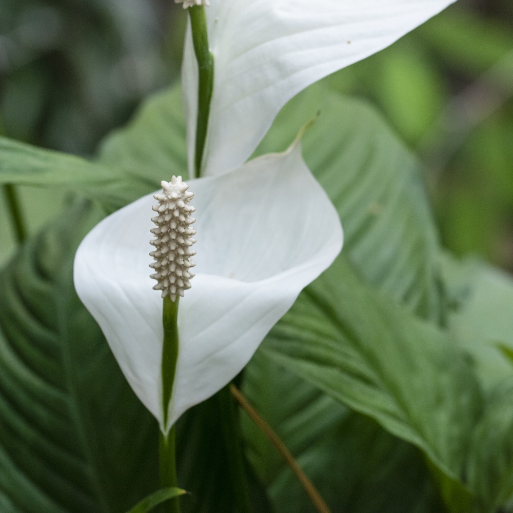 Thompson and Morgan Spathiphyllum Peace Lily Torelli Air So Pure Plant Pot 12cm Image 5
