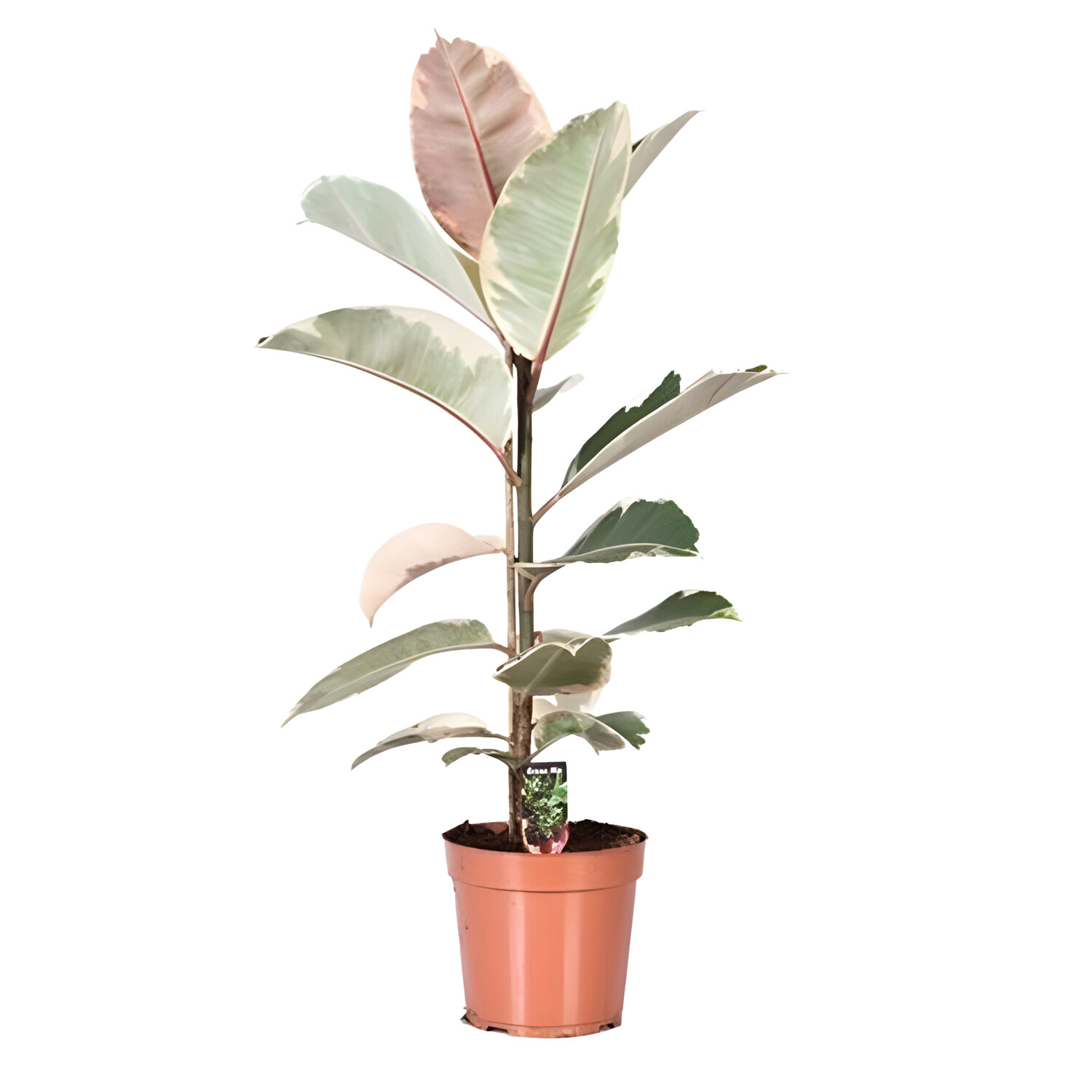 Ficus Elastica Tineke 17cm - Light Green Image