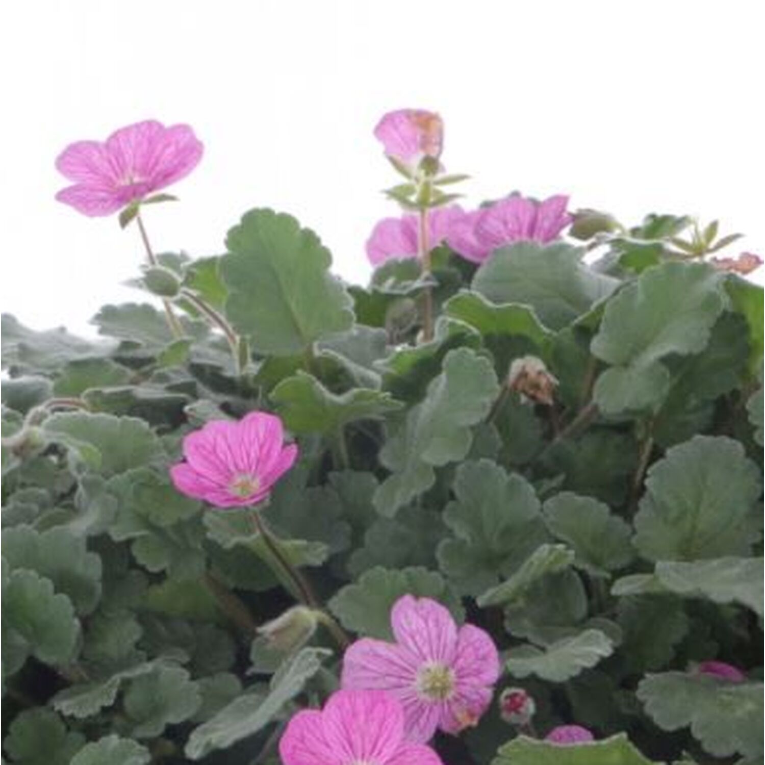 Erodium Plant Pot Image 2