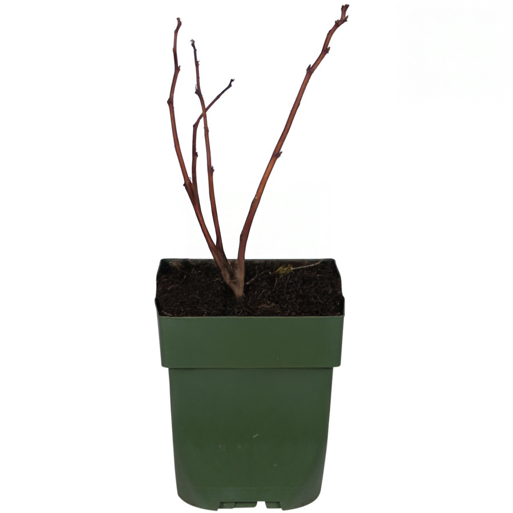 Thompson and Morgan Raspberry Little Sweet Sister Plant Pot 13cm Image 3