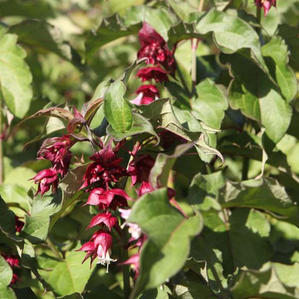 Thompson and Morgan Leycesteria Formosa Purple Rain Plant Pot 3.6L Image 2