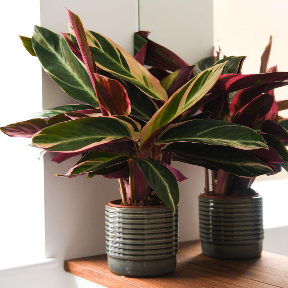 Thompson and Morgan Stromanthe Sanguinea Triostar Plant in Pot 14cm 2 Pack Image 3