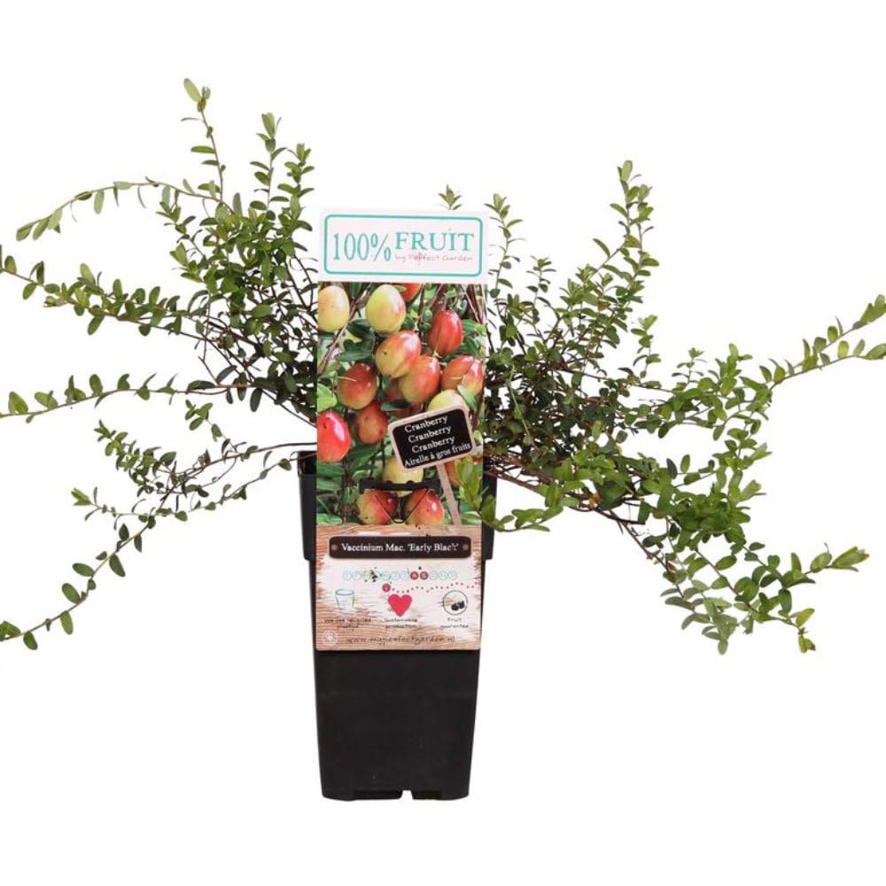 Thompson and Morgan Vaccinium Cranberry Macro Early Black Plant in Pot 15cm Image 3