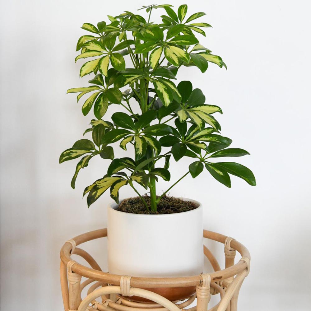 Thompson and Morgan Schefflera Arboricola Charlotte Plant in Pot 13cm Image 2