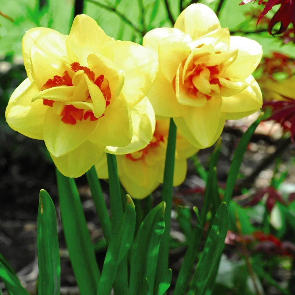 Thompson and Morgan Daffodil Raffles Spring Planting Bulb 32 Pack Image 2