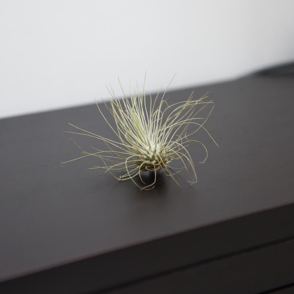 Thompson and Morgan Medium Tillandsia Argentea Air Plant Image 2