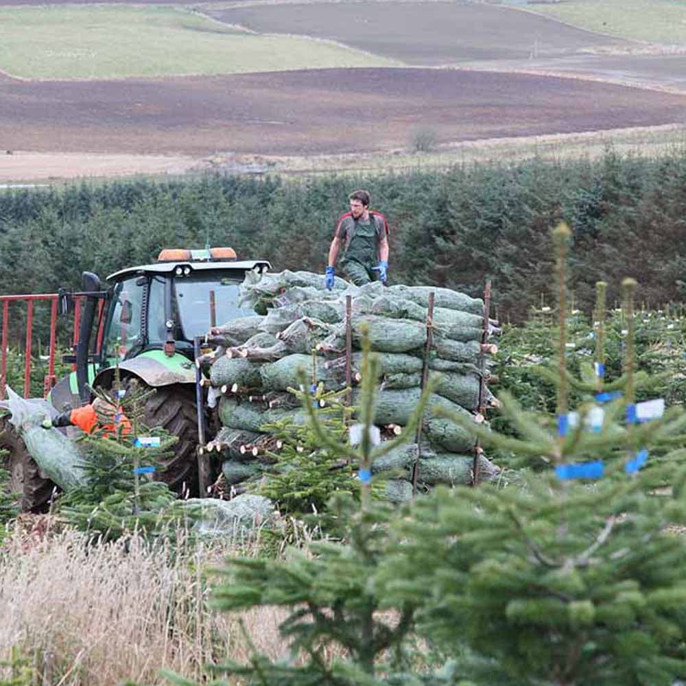 Nordman Fir Cut Real Christmas Tree with Stand 7 to 8ft Image 8