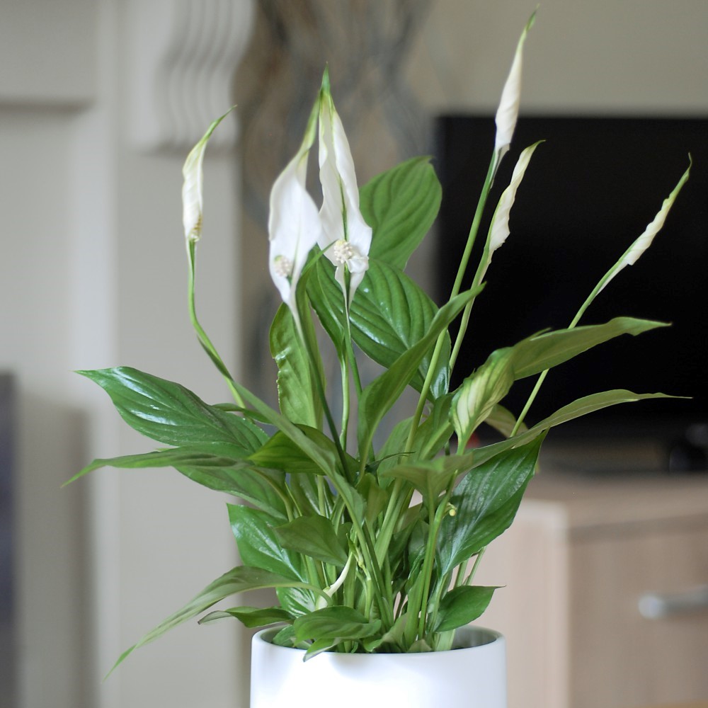 Thompson and Morgan Spathiphyllum Peace Lily Torelli Air So Pure Plant Pot 12cm Image 2