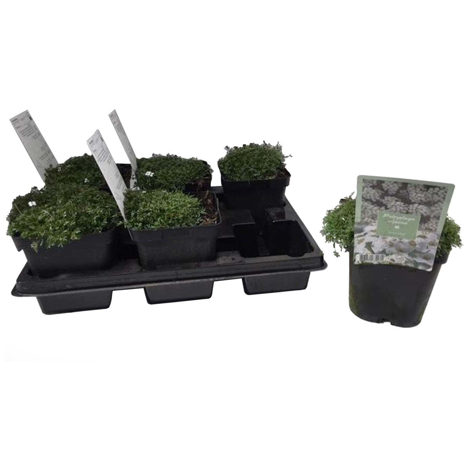 Pritzelago Alpina Icecube - Green Image 2