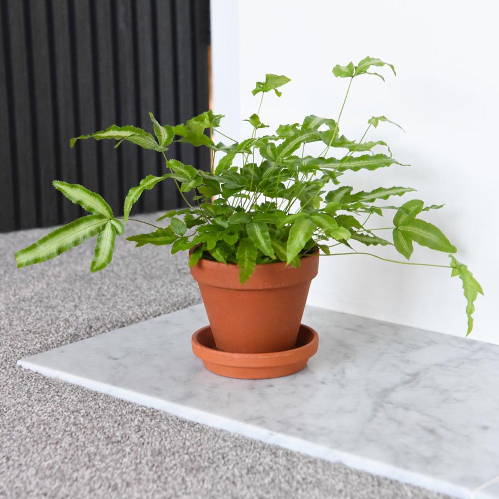 Thompson and Morgan Pteris Cretica Albolineata Plant Pot 12cm Image 2