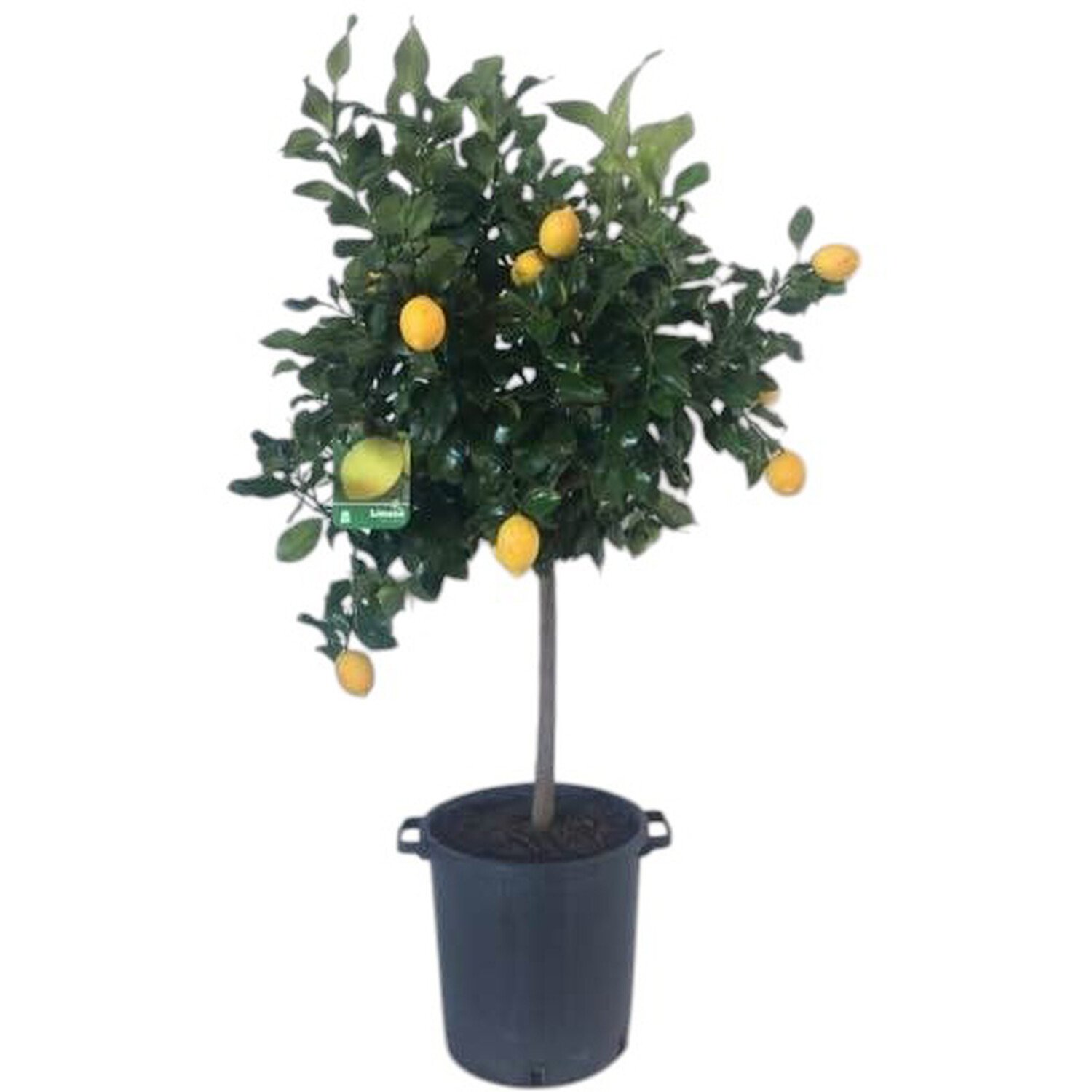 Citrus Lemon Tree Yellow Image