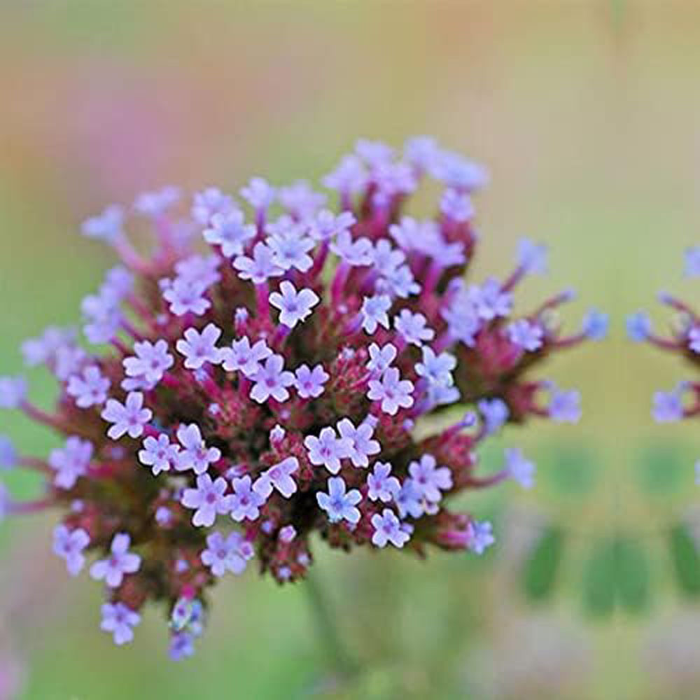 Thompson and Morgan Verbena Buenos Aires Plant Plug 48 Pack Image 4