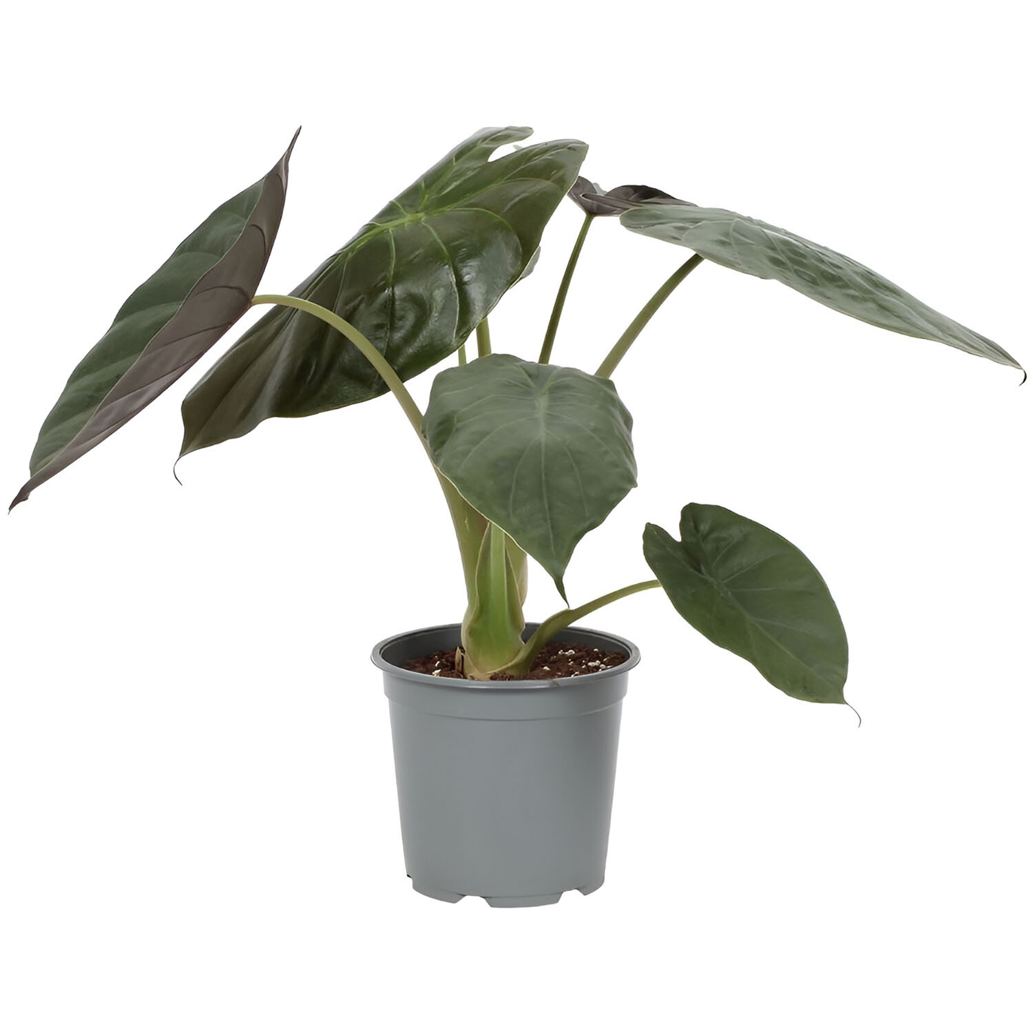 Alocasia Wentii - Green Image