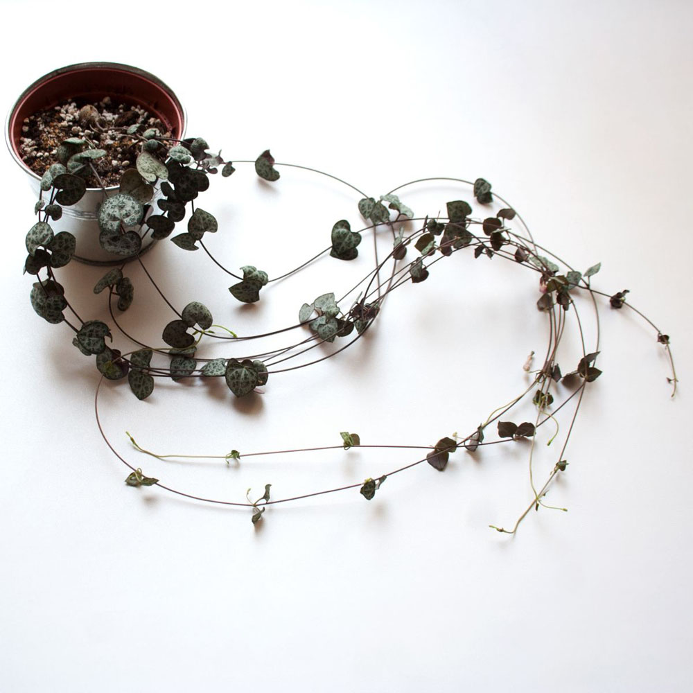 Thompson & Morgan String of Hearts Ceropegia Woodii Potted Plant 2 Pack Image 5