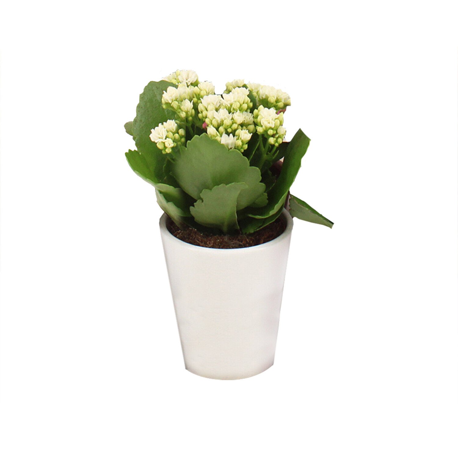 Kalancho Ceramic Pot - Multicolour Image 1